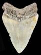 Bargain Megalodon Tooth - North Carolina #38683-1